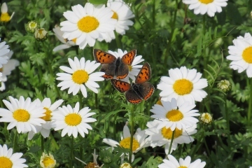 終末医療と看取りの違い
